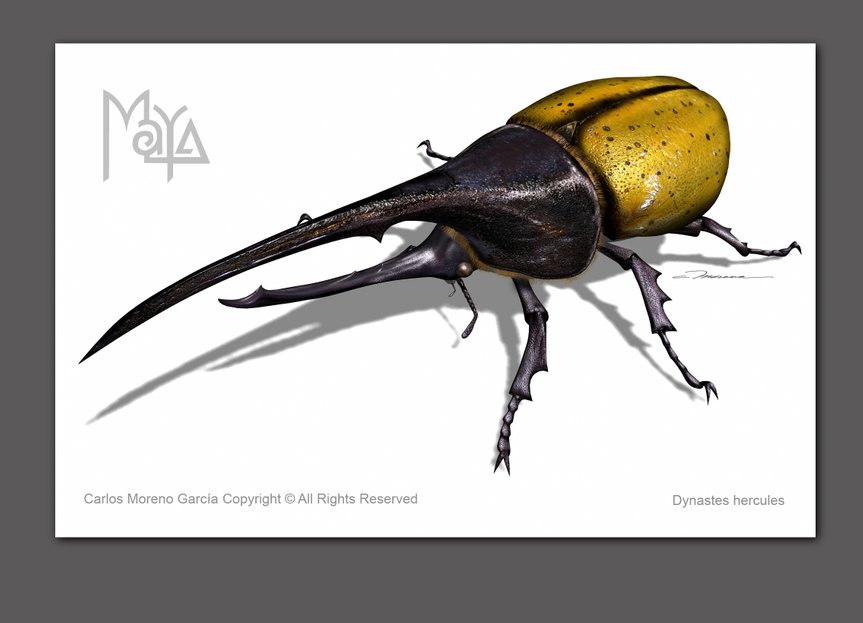 ilustradosasociados, beetle dynastes hercules